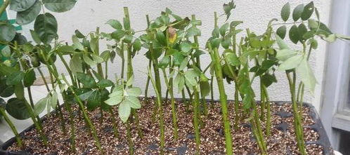 地栽蔷薇， 株距有讲究