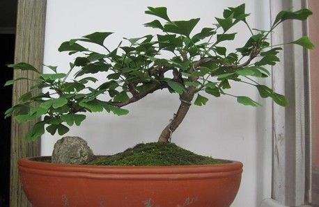 盆栽银杏缺水了吗？