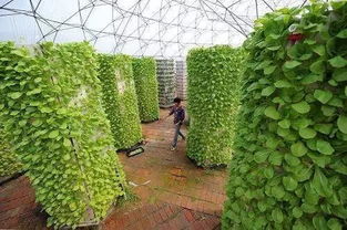 绿色植物根茎，如何高效快递