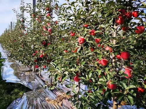 柿子树矮化密植，高效种植新潮流