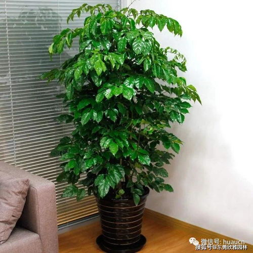 幸福树，幸福树，幸福树！