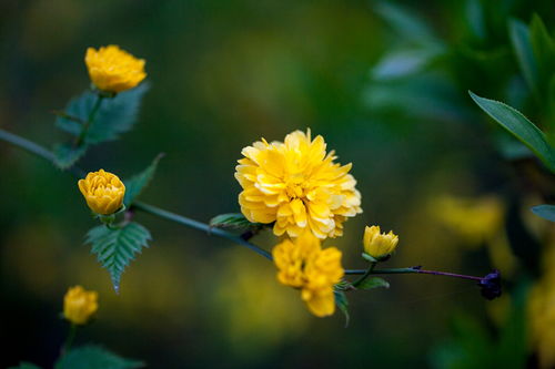 棣棠：草本还是木本？园林应用中的辨识难题