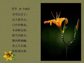 太阳花，温暖如阳