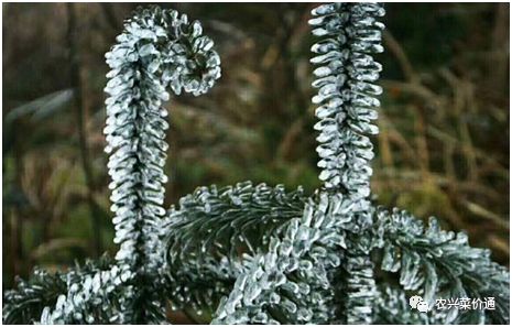 雪松行情持续下滑，落叶松未来价格会跌至谷底吗？