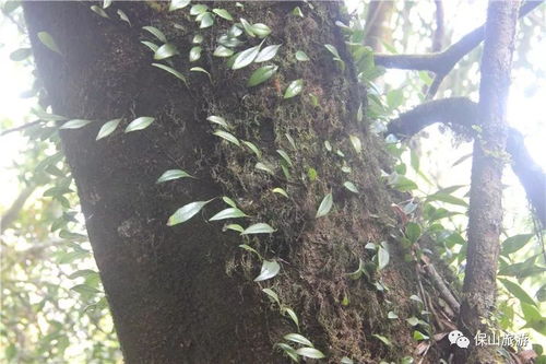 翠叶如伞，金果缀枝