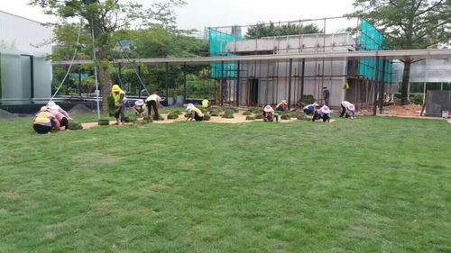 深圳绿化团队， 实力不容小觑