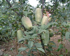 北方适合种植的果树种类