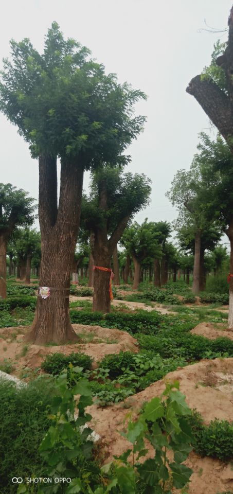 价格真是个头疼的问题啊！