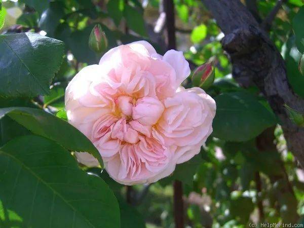 芙蓉月季的花期有多长这个？