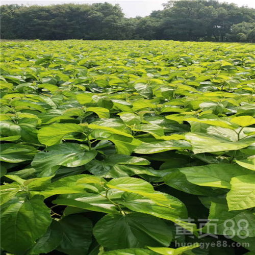 桑树苗种植需要哪些具体条件和技术
