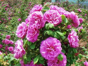 四季玫瑰的养护之道