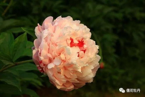 芍药在干旱条件下能保持生长吗？