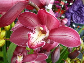 蝴蝶兰花市场价揭秘：价格之谜大公开