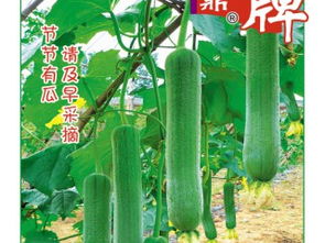 储存与种植技巧分享