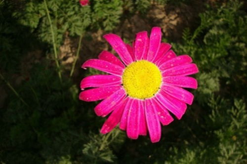 控水技巧：保护根系