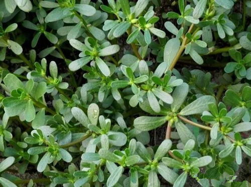 马齿菜种植和栽培，烂根的难题如何破解？