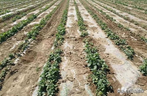 使用除草剂，注意事项要牢记