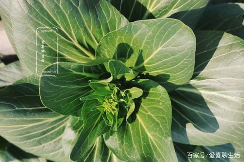 多样蔬菜， 立春前后皆宜种植