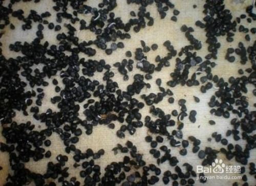 韭菜种子能直接播种吗？视频教程详细讲解播种步骤？