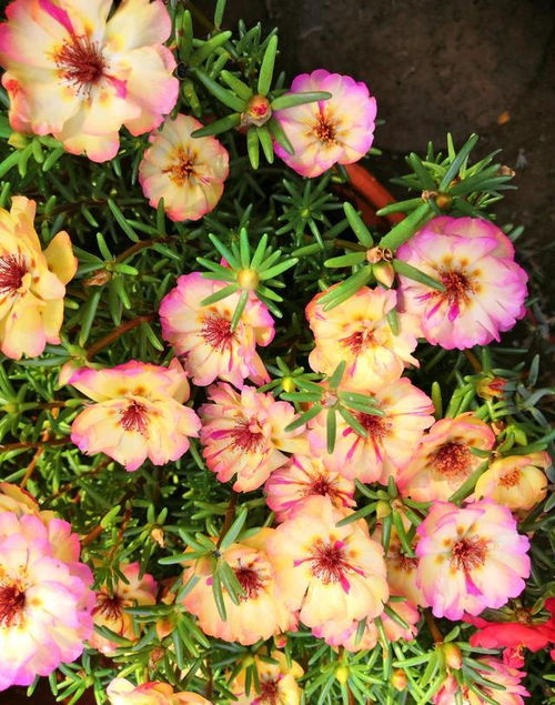 Q：向日葵叶片出现白色粉末怎么办？