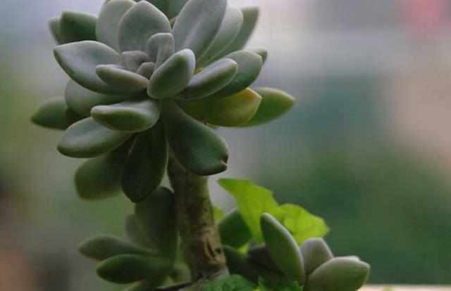 厚脸皮植物适合水培吗？水培对厚脸皮的生长有影响吗