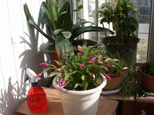 没时间打理？菠萝头来帮忙