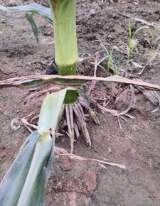 内吸作用显著，效果杠杠的