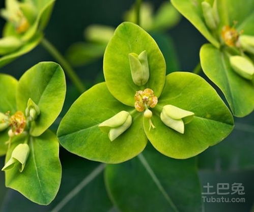 素馨花功效有哪些？看完这篇你就懂了