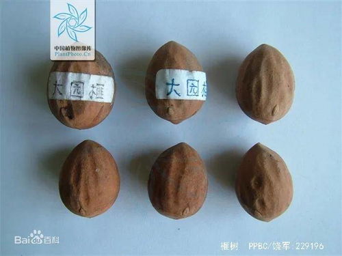 香榧子，富含营养