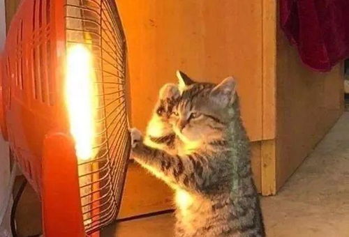 猫咪摸它打呼噜和主人靠近就呼噜，这是不是表示它很享受和主人的亲密接触呢？