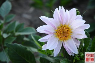 北方森林常见野花与南方林区10大高辨识度花卉的区别