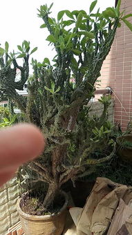 松刺之谜，探寻答案