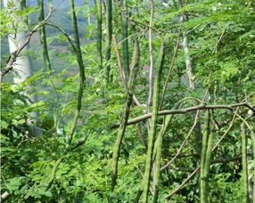 辣木籽难养怎么办？家庭种植全流程详解中如何避免植物死亡