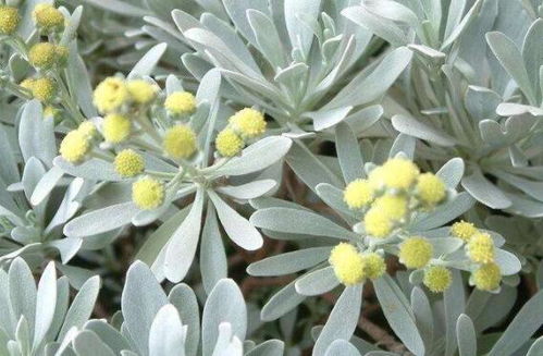 芙蓉菊养殖，从种子选购到管理技巧