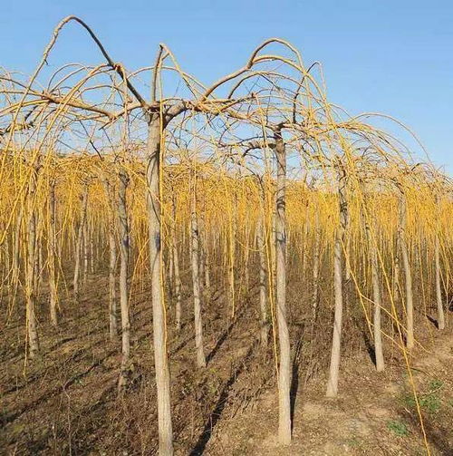 如何根据不同季节选择合适的彩叶树种？