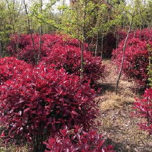 红叶石楠的养护：四季分明