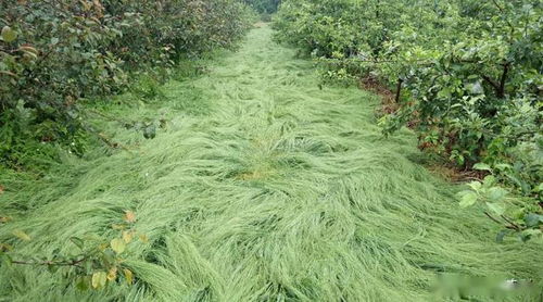 每亩用量， 有讲究