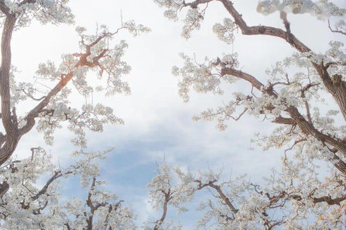 梨花：雪白雪白的， 像是下了一场小雪