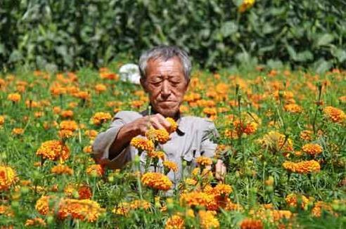 玫瑰：花中贵族，经济效益高