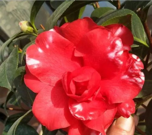 突发情况应对指南