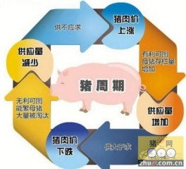 猪肉价格波动频繁，探究其背后原因至关重要