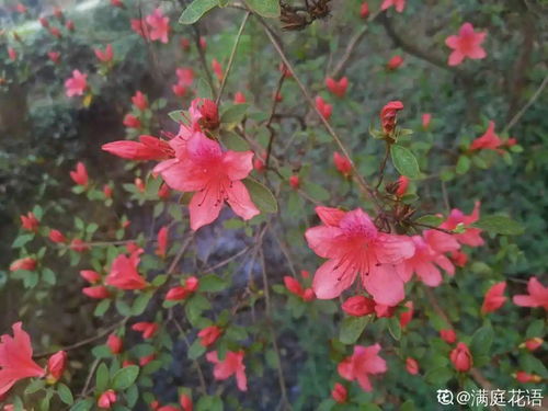 月季花与沈阳市民的情怀