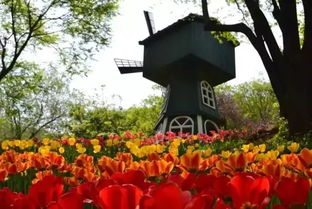 郁金香与海棠家族