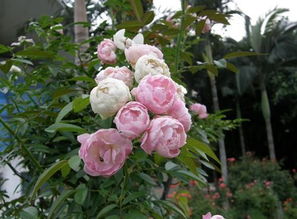 蔷薇花：园艺中的美丽点缀