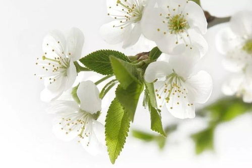 想找榆树花图片？海量高清大图