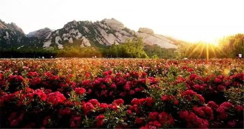 玫瑰园里的秘密基地