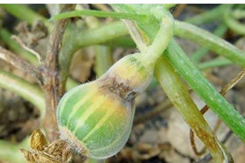 甜瓜蔓枯病，你了解多少？