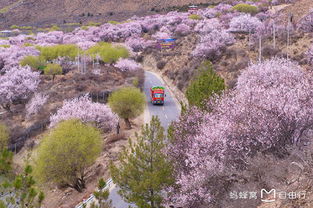 山里桃花开，嫩种吗？