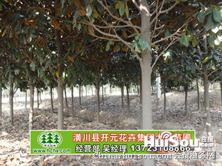 广玉兰树苗种植小记：浇水与养护的点滴心得