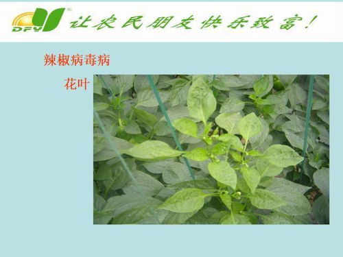 石莼植物有哪些生态特征和分类？如何区分不同种类的石莼